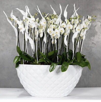 Jumbo Orchid planter with White orchids and Preserved Strelitzia Leafs
