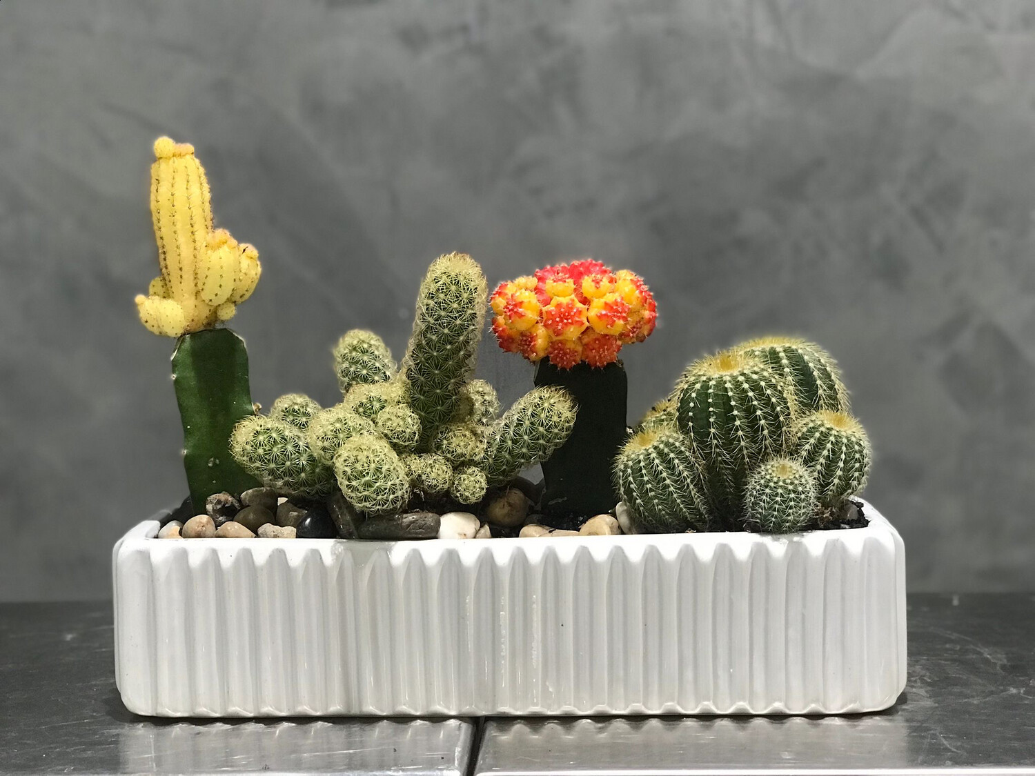 Cactusset with special cactus