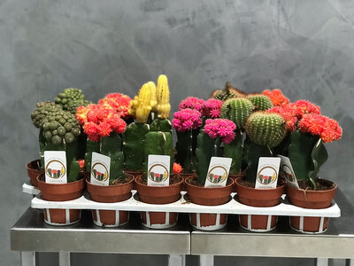 12 special cactusplants in one tray