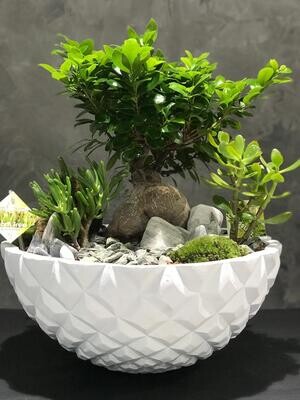 Bonsai in heraldry bowl