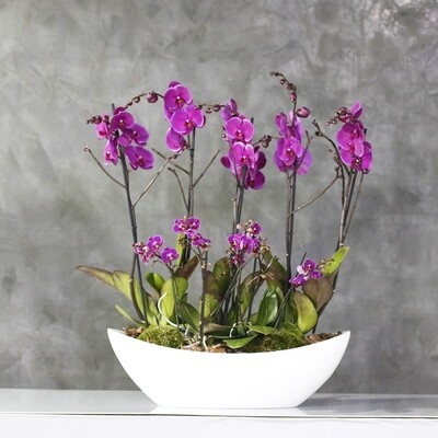 Phalaenopsis Purple and Midi