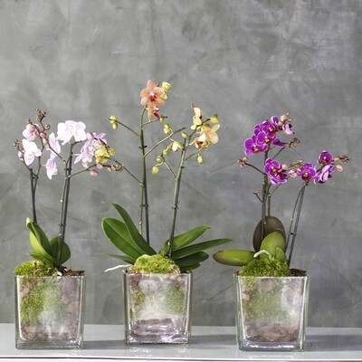 Tricolor Orchid Sets