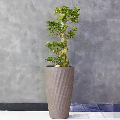 Bonsai Ficus Gensing