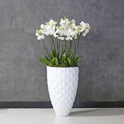 Phalaenopsis White in Heraldy