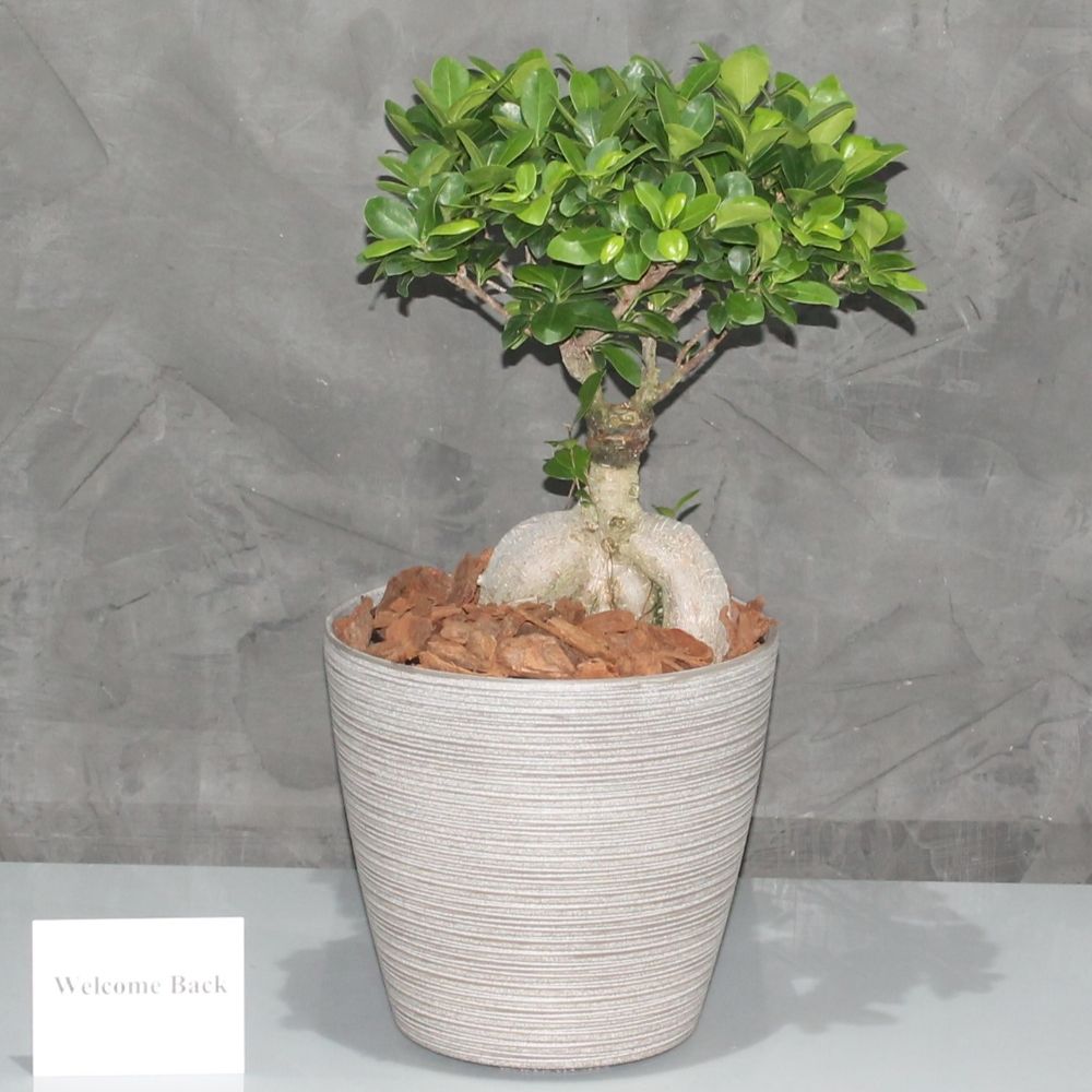 Ficus Bonsai Special