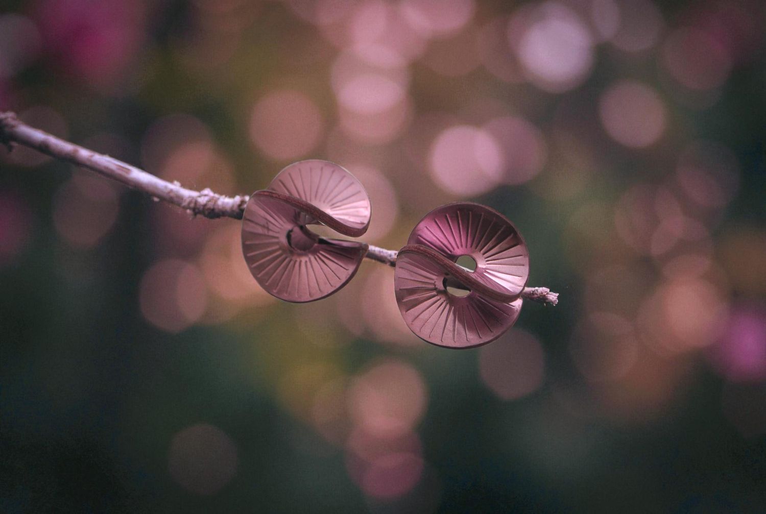 Sirius earings Rose bronze