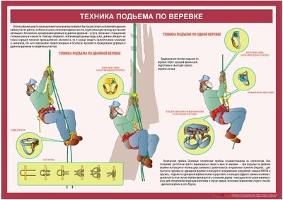 Учебный плакат Техника обрезки деревьев (кронирование)