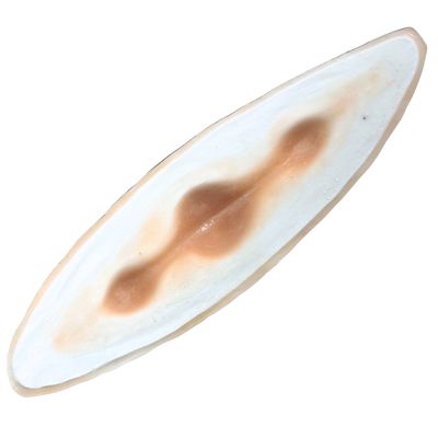 #86 Prótesis de Maquillaje