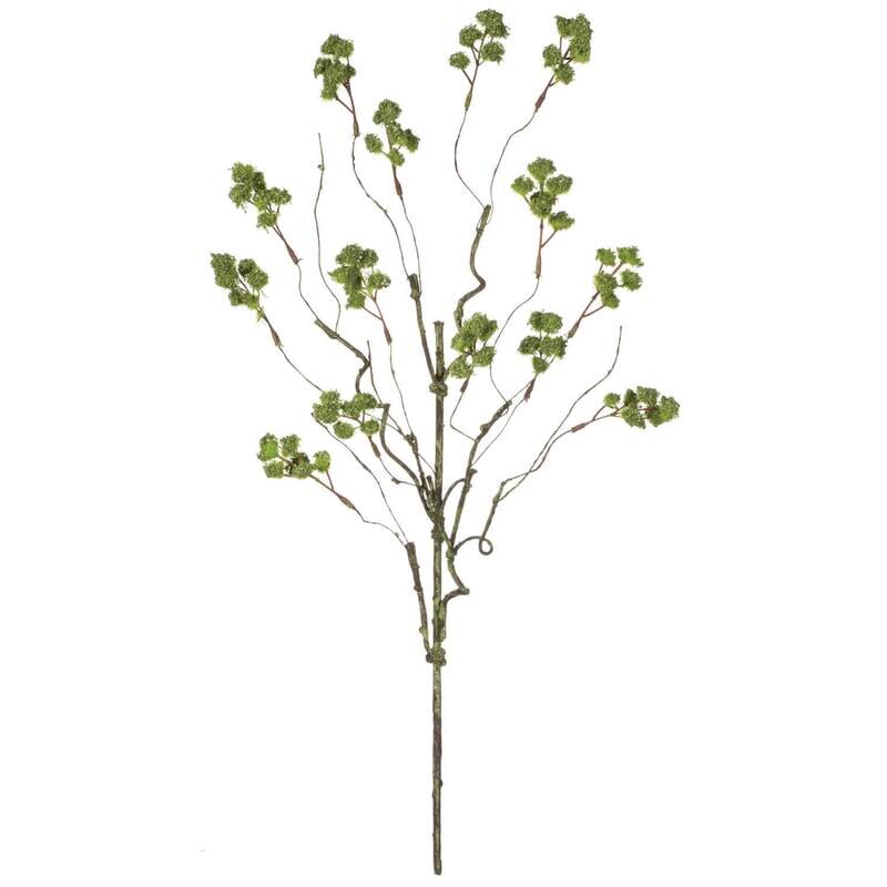 Irish Moss Green Stem