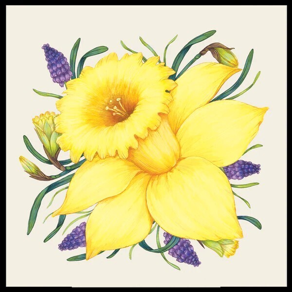 Cocktail Napkins Daffodil Pack Of 20