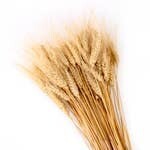 Dried Wheat Bundle