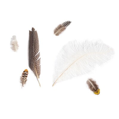 Feather Assortment Of Six 1st Edition Plumes Collection