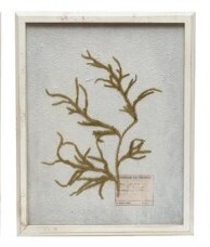 Distressed White Wood Frame With Pressed Fern Botanicals