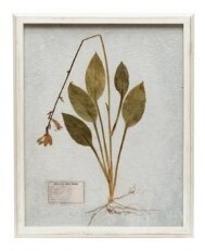 Distressed White Wood Frame With Pressed Yellow Leaved Botanical