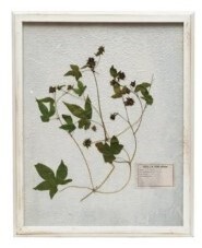 Distressed White Wood Frame With Pressed Small Purple Flower Botanicals