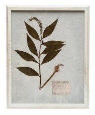 Distressed White Wood Frame With Pressed Lavender Botanical