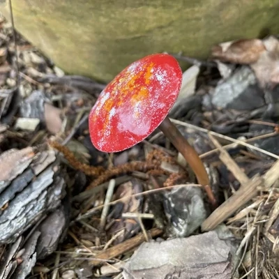 Copper Enamel Mushroom Red