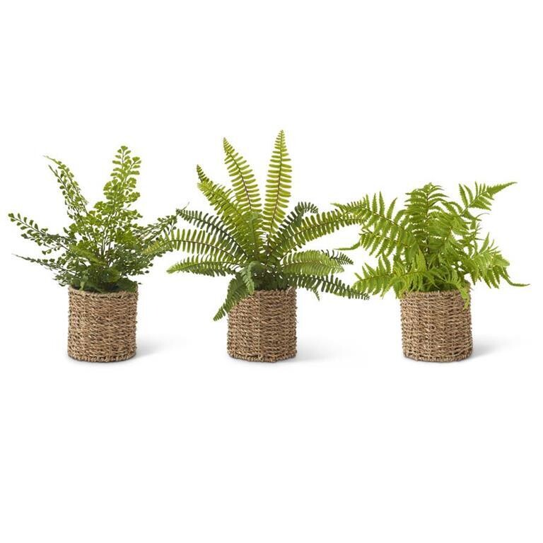 Maidenhair Fern In Round Woven Basket