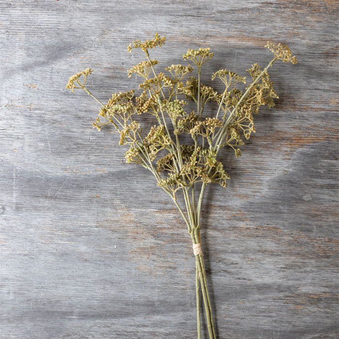 Meadow Sedge Stem In Natural