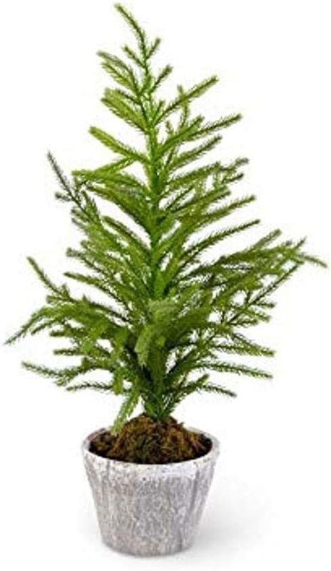Norfolk Pine Tree In Gray Pot 34&quot;
