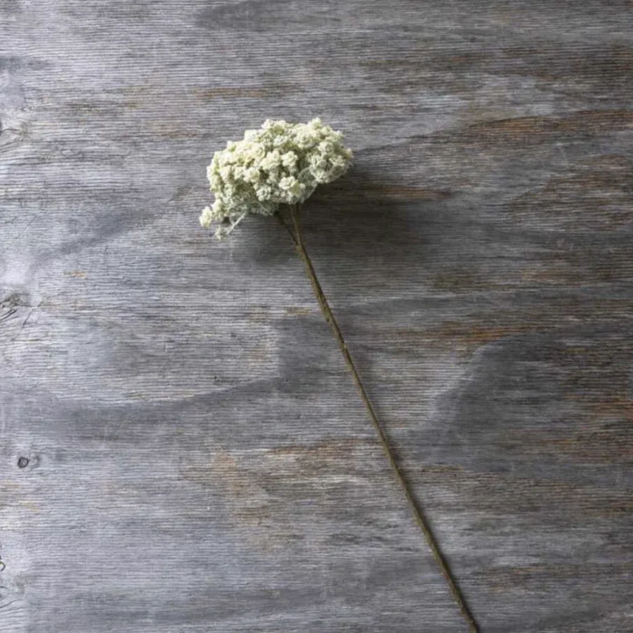 Yarrow Stem In Cream