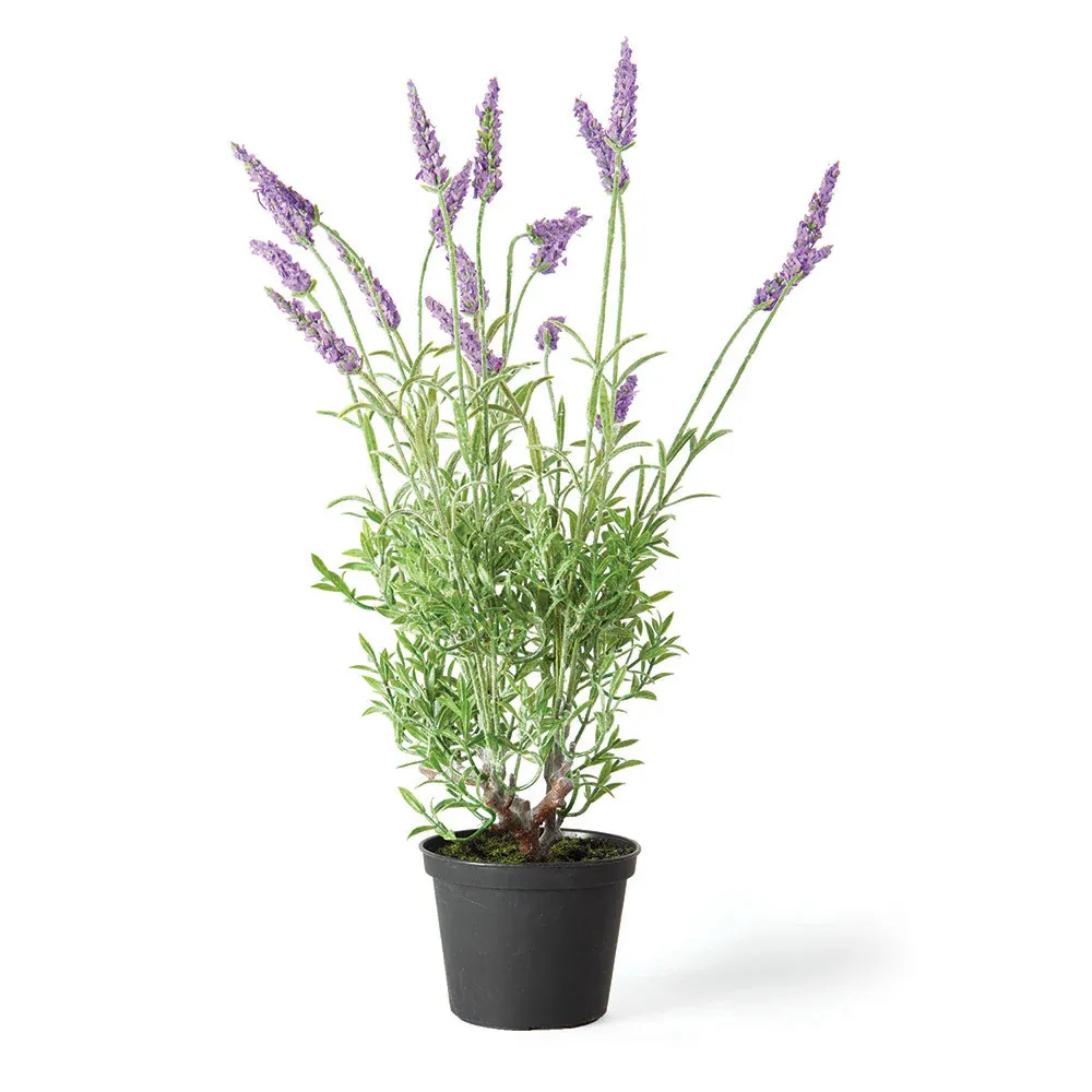 French Lavender In Small Black Pot 13&quot;