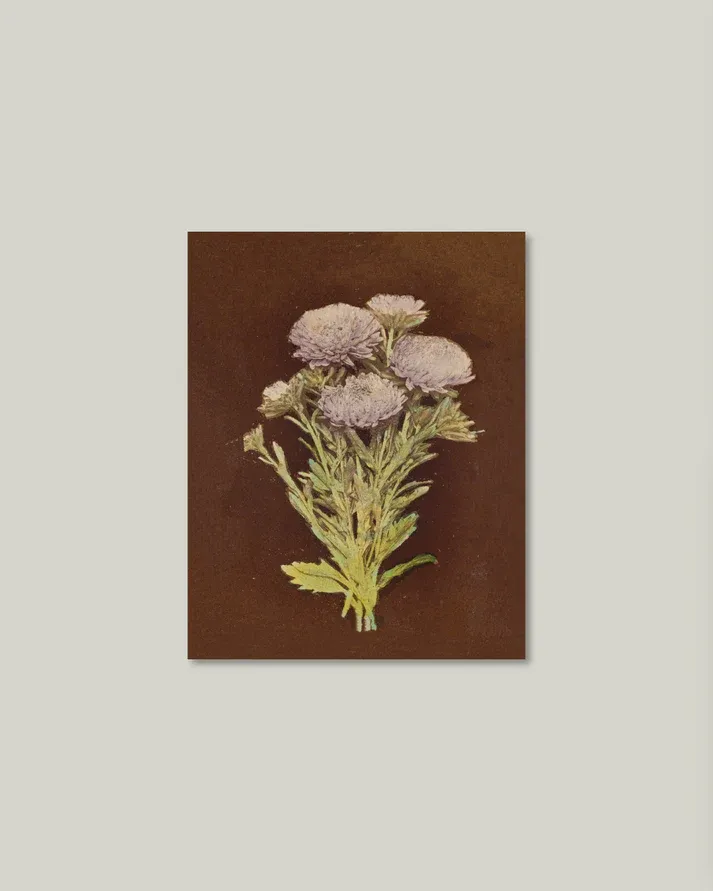 Lilac Dahlia On Brown Artist Board 11&quot; x 14&quot;