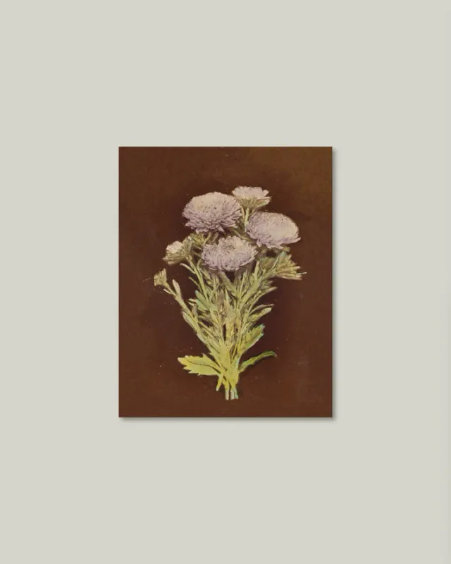Lilac Dahlia On Brown Artist Board 11&quot; x 14&quot;