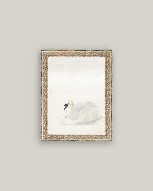 Swan In Fancy Gold Frame 12&quot; x 16&quot;