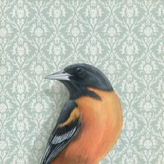 Fine Art Print Oriole 8.5&quot; x 8.5&quot;