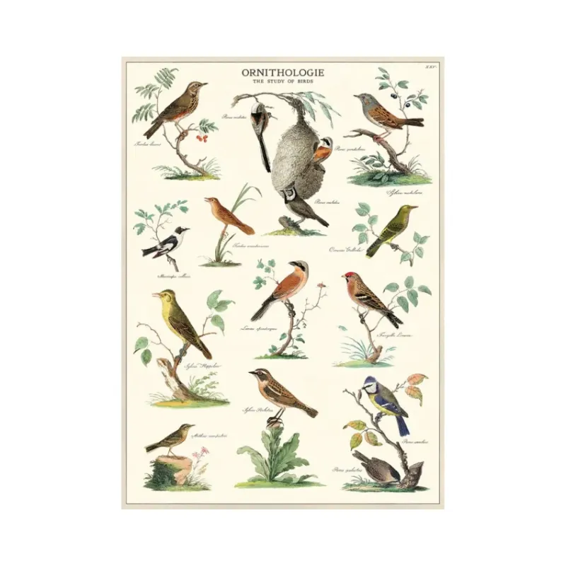 Vertical Poster Orinthologie