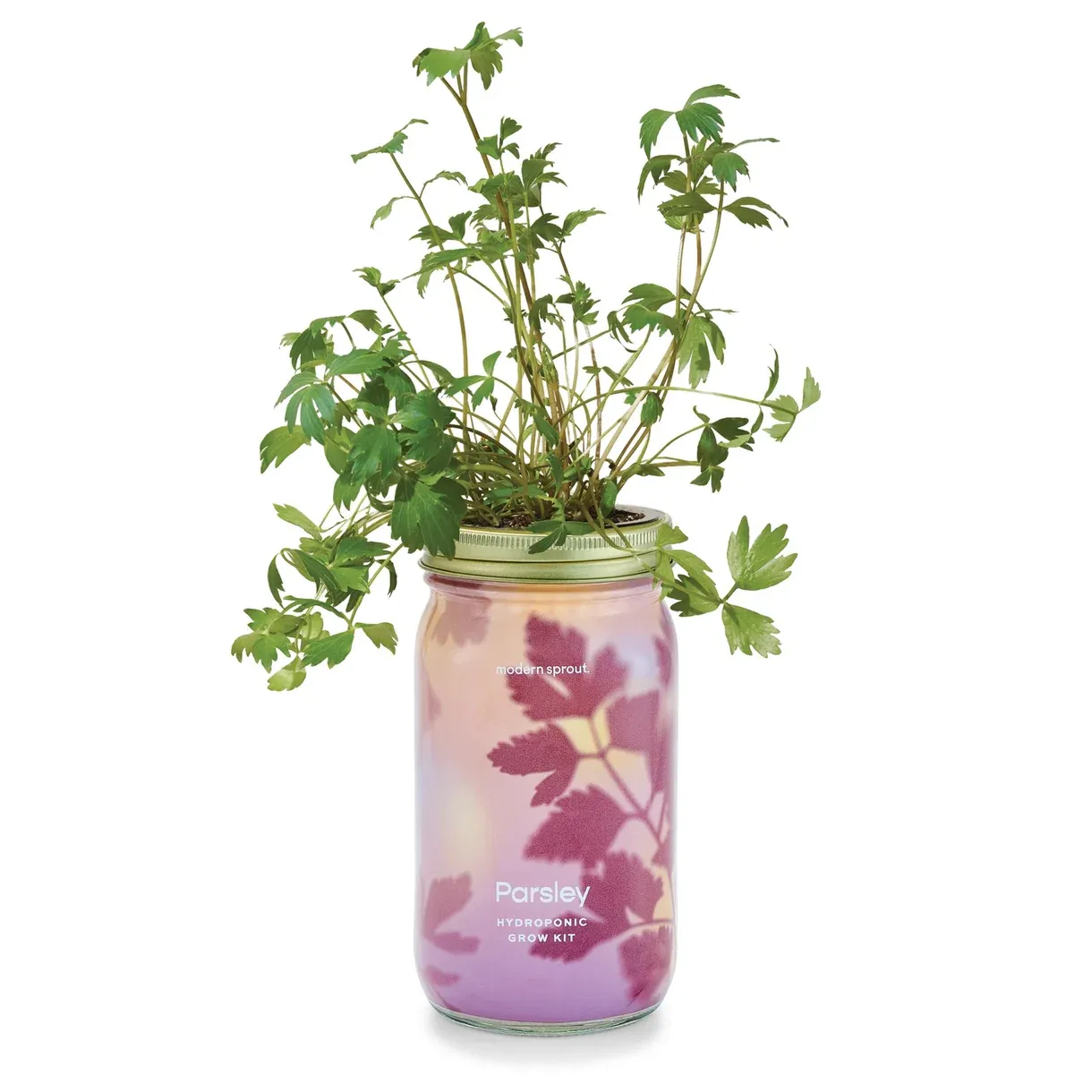 Garden Jar Parsley Hydroponic Grow Kit