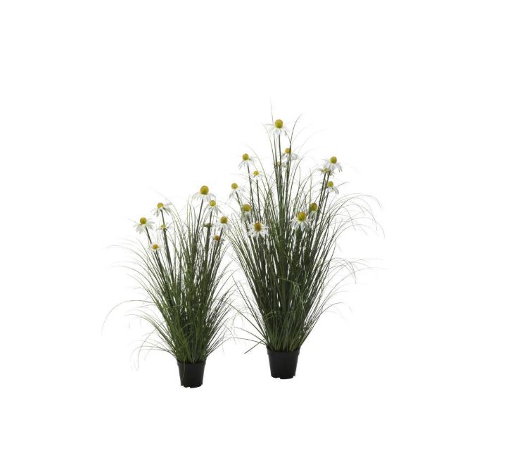 White Daisy In Wild Grass Large