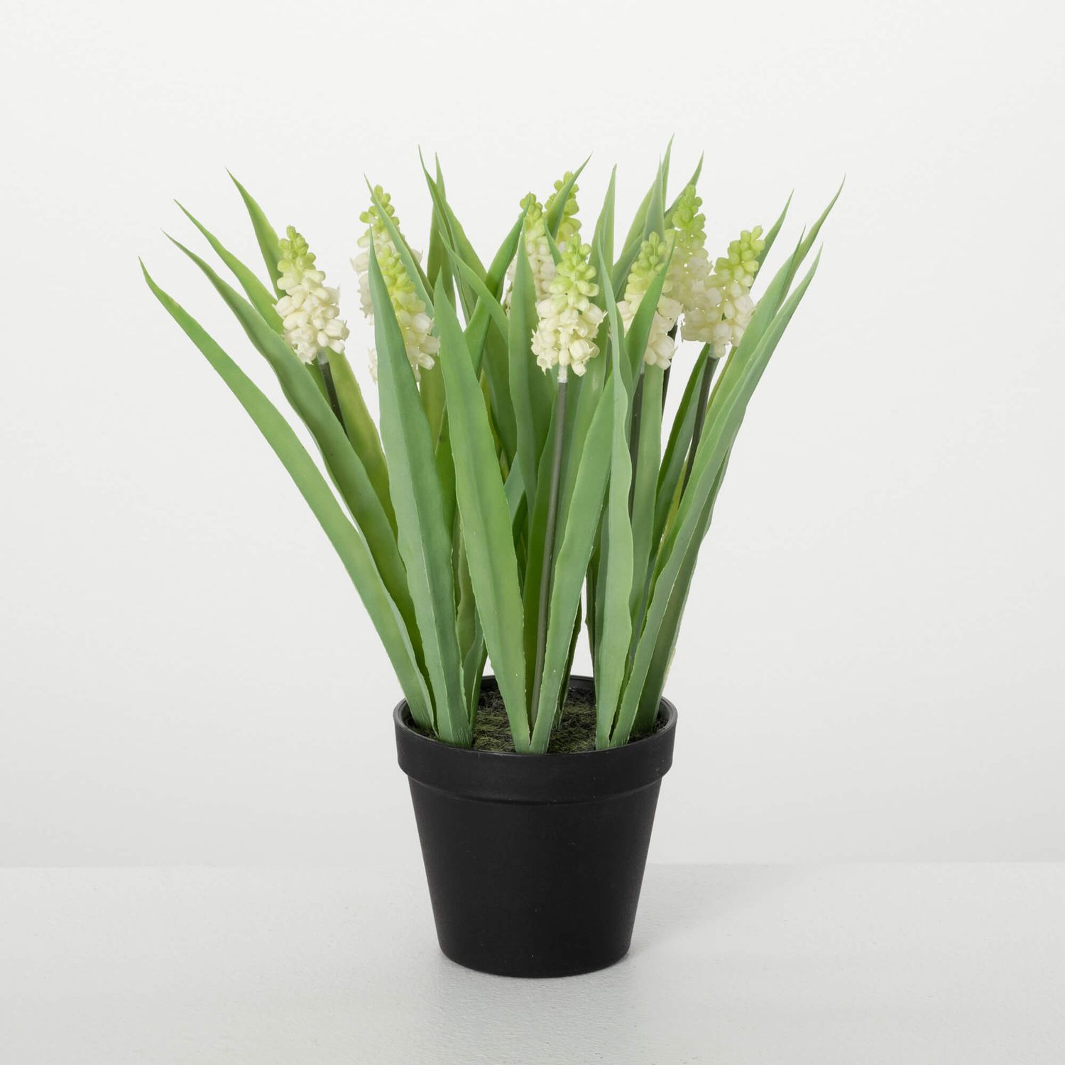 Potted Grape Hyacinth Cream 14&quot;