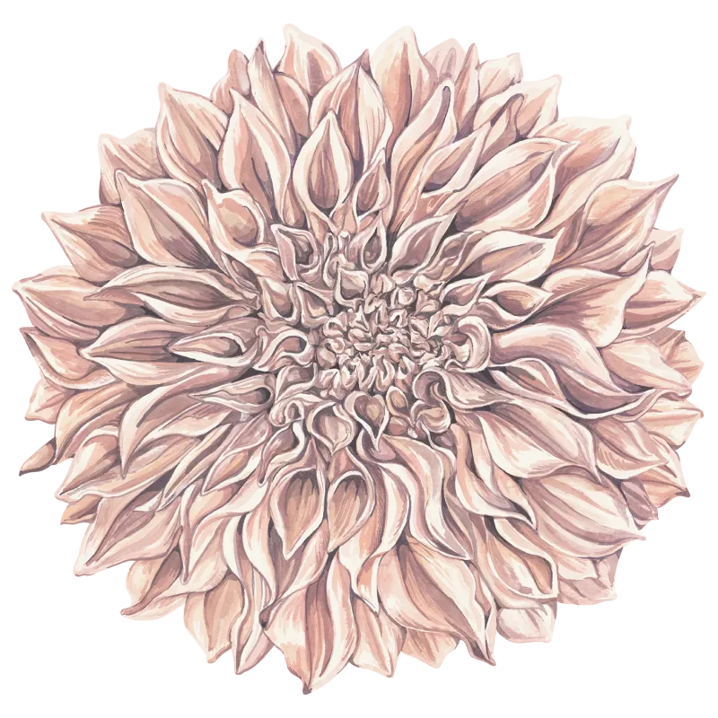 Placemats Dahlia Pack Of 12