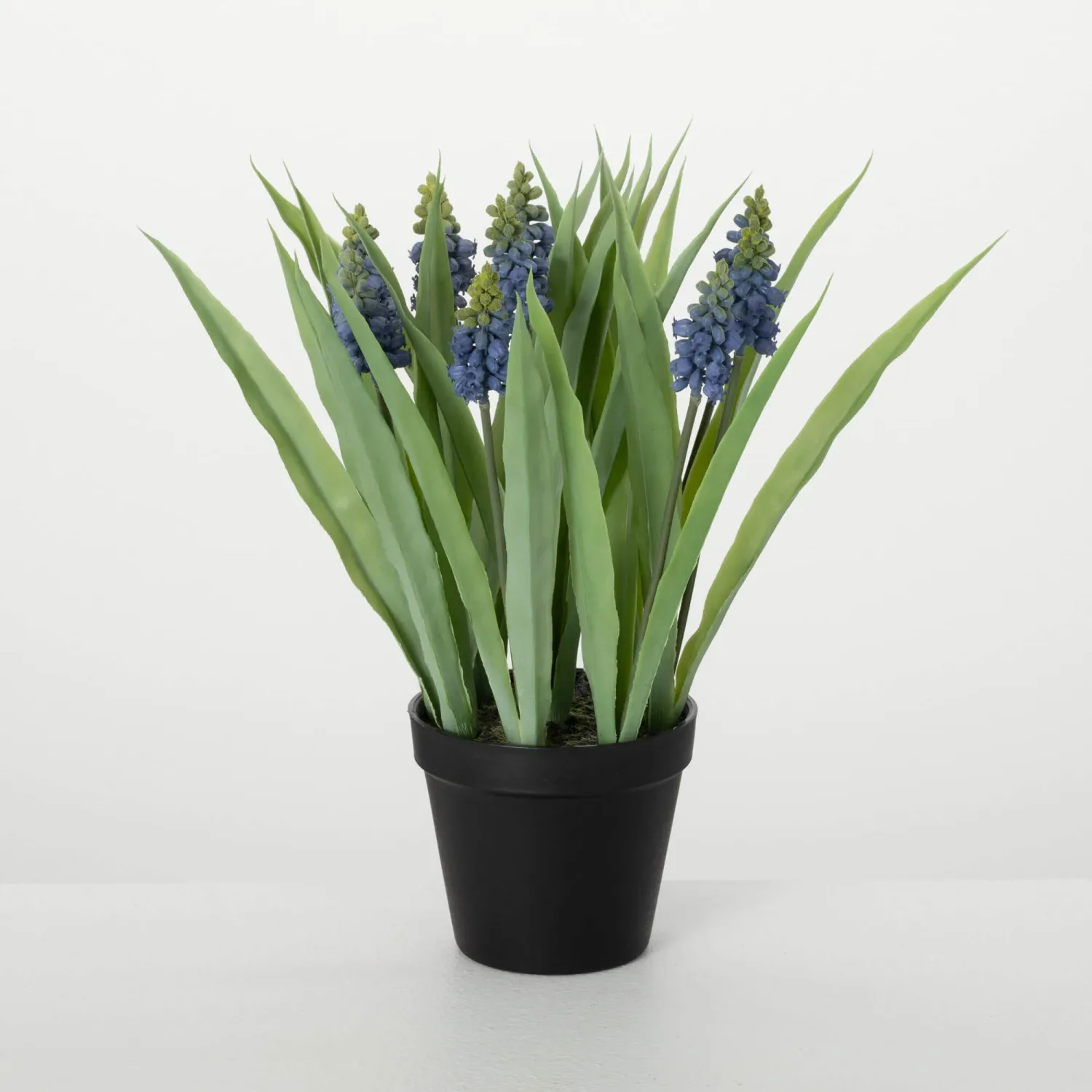 Potted Grape Hyacinth Blue 14&quot;