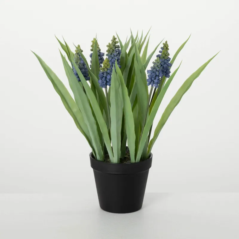 Potted Grape Hyacinth Blue 14&quot;