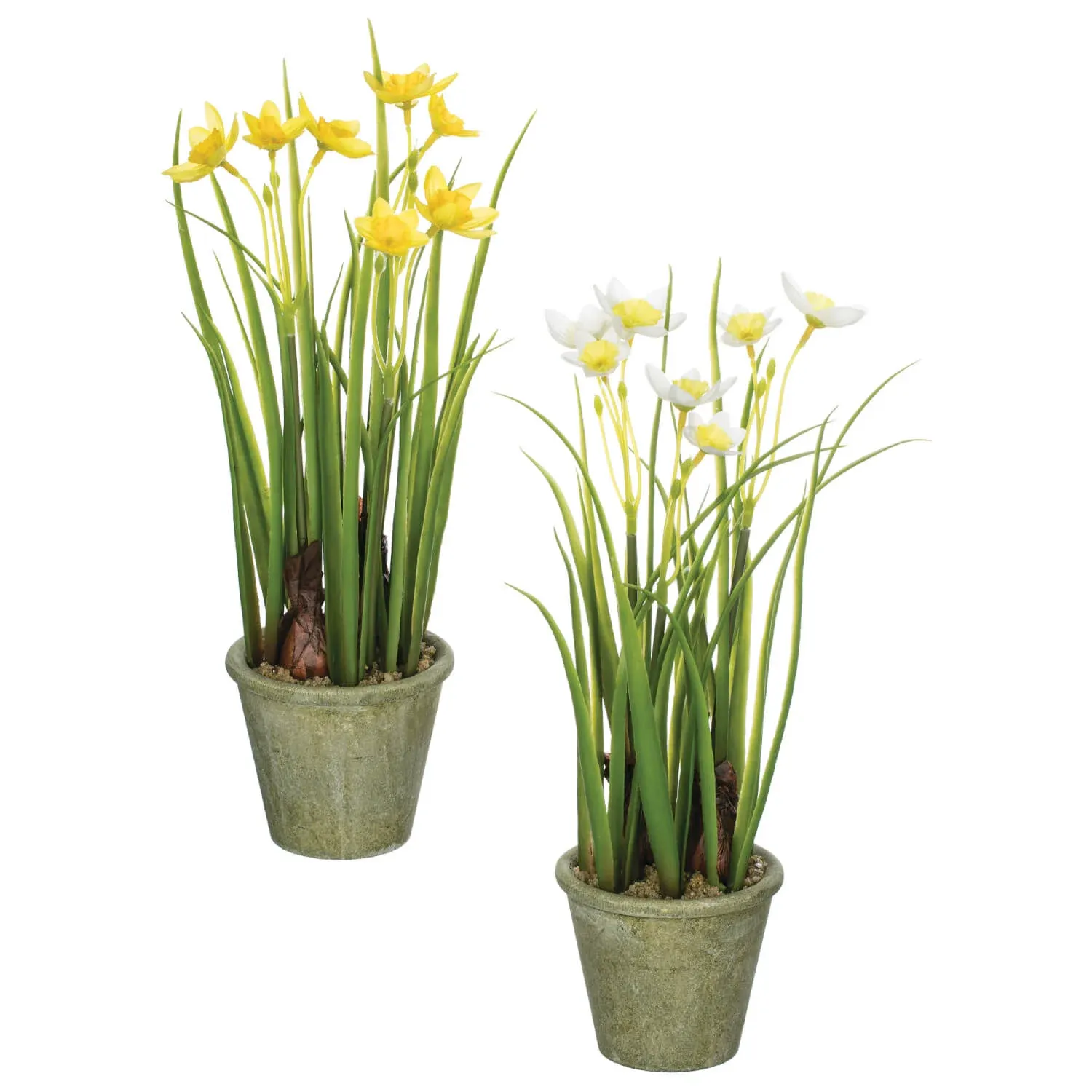 Potted Mini Daffodil White 12.5&quot;