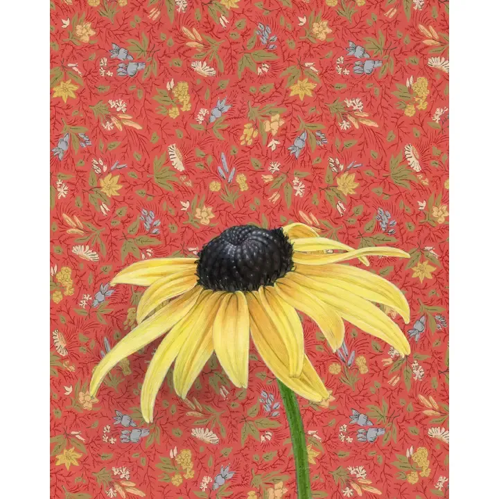 Fine Art Print Black-eyed Susan 5&quot;x7&quot;
