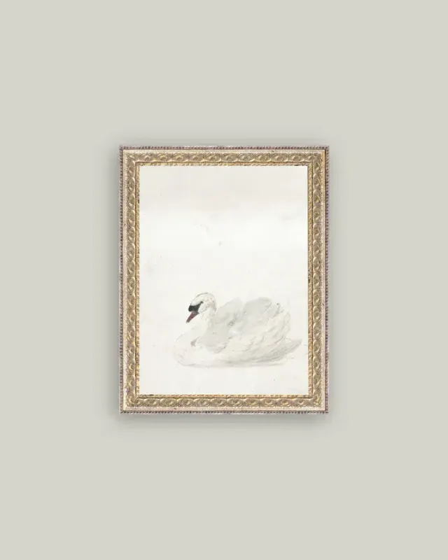 Swan In Fancy Gold Frame 12" x 16"