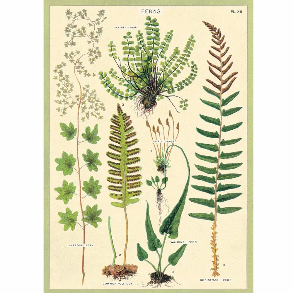 Vertical Poster Ferns