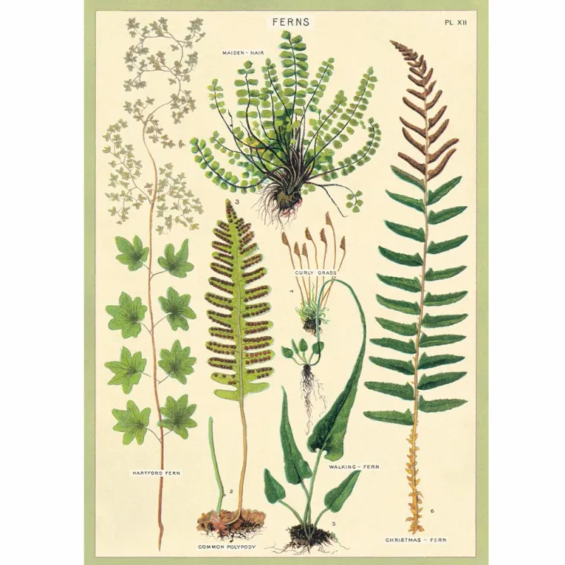 Vertical Poster Ferns