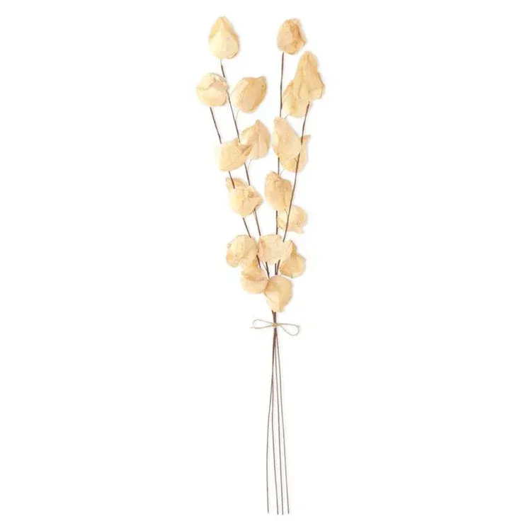 Chinese Lantern Bundle Of 4 Stems In Cream 28.5"