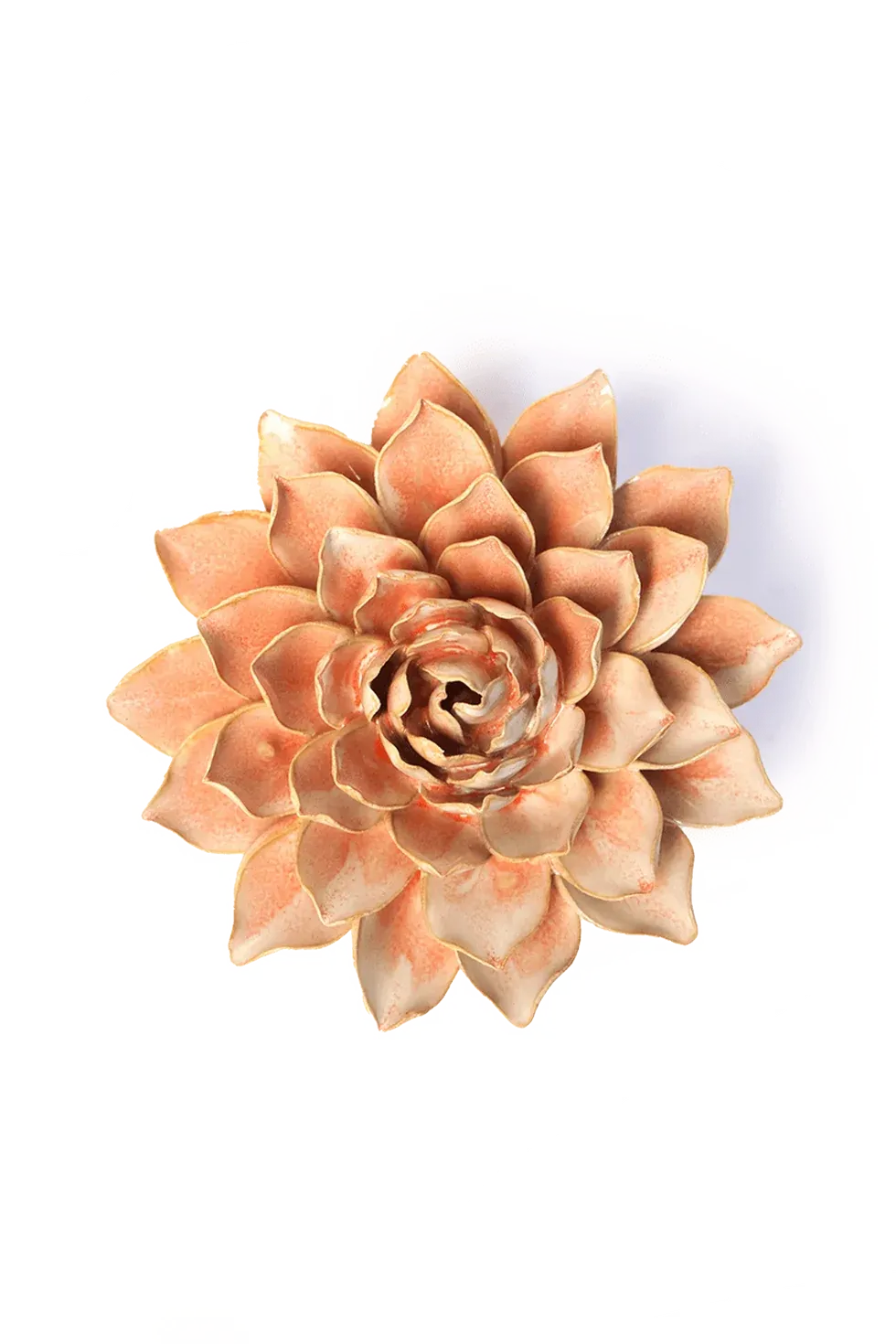 Peach Pink Medonna Azalea Medium