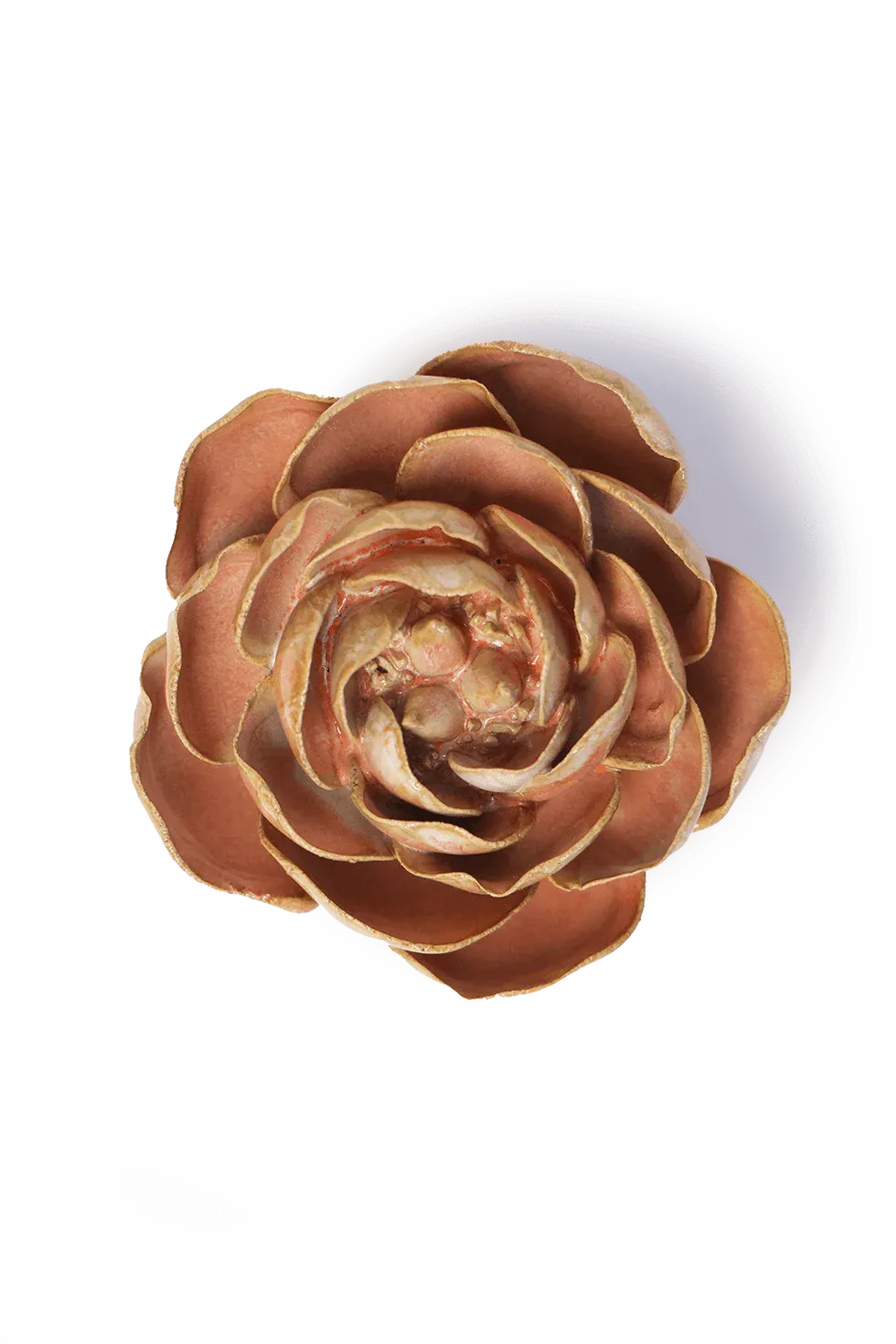 Peach Pink Big Ben Peony Small