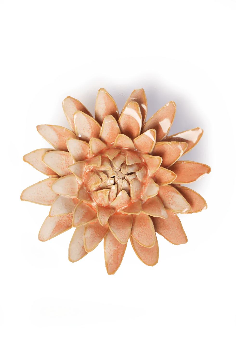 Peach Pink Strawflower Small