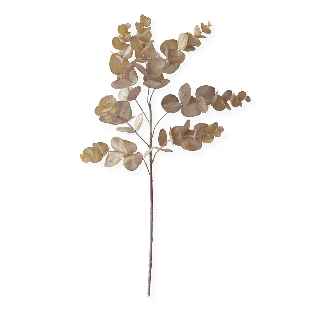 Brown Eucalyptus Stem 24"