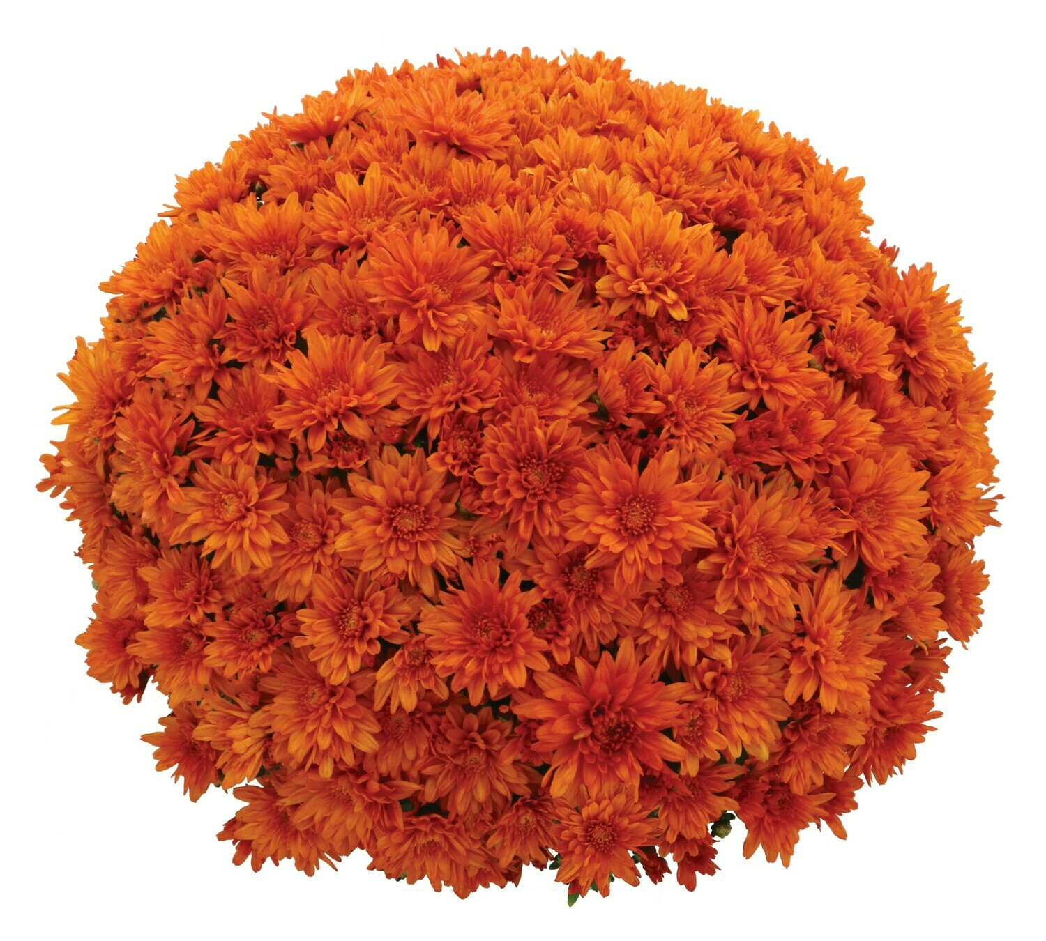 Goal (Magnum) Orange 63-65 Goal (Magnum) Orange 63-65