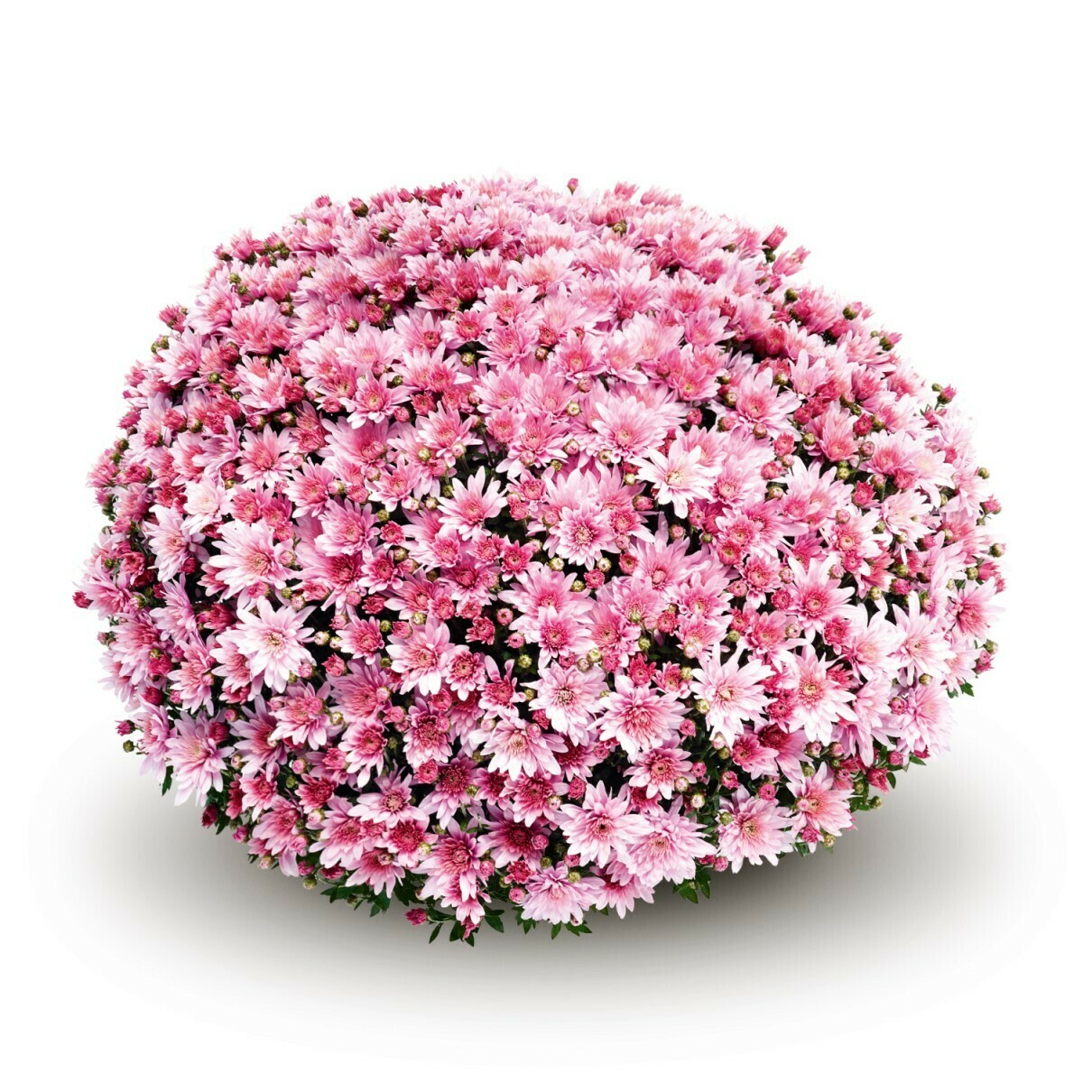 Arluno Pink 82-84 Arluno Pink 82-84