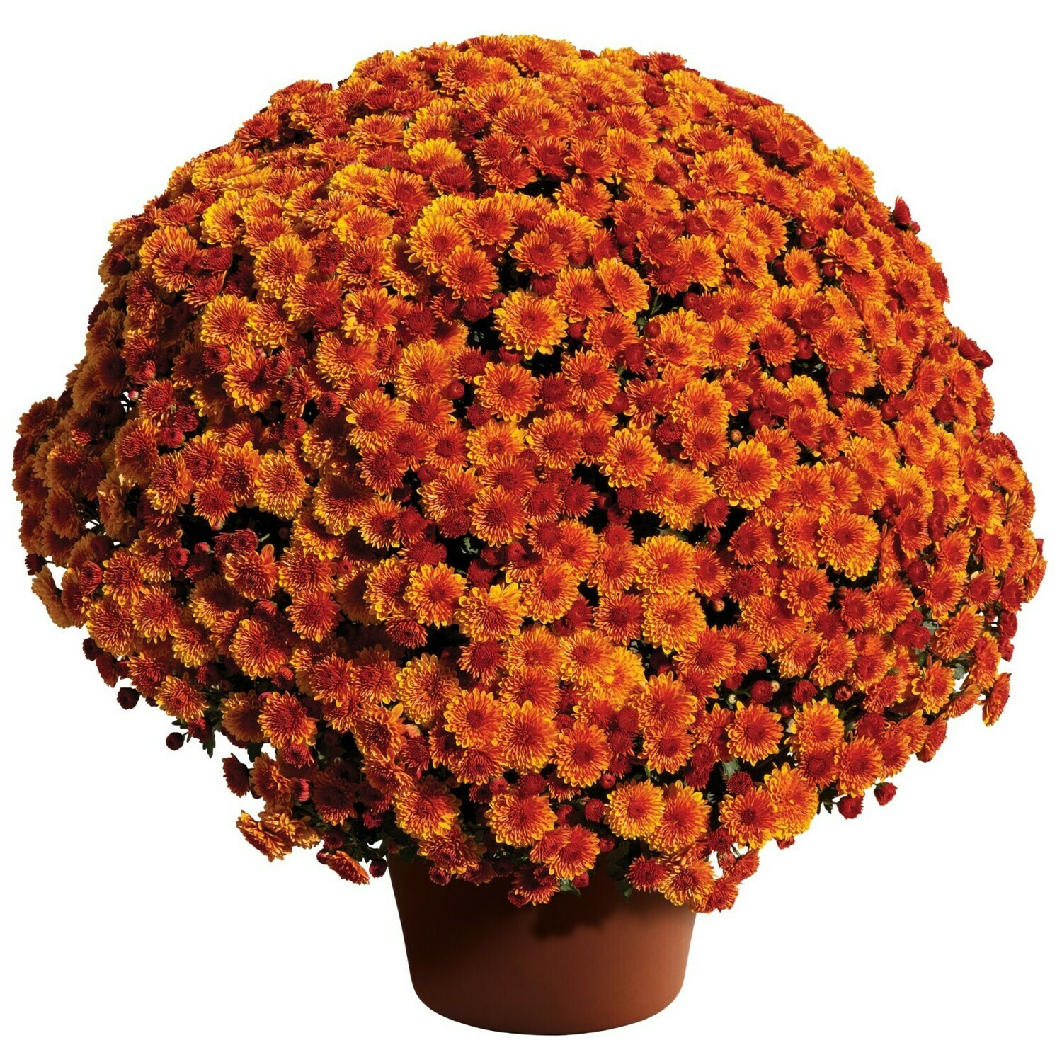 Cheryl Spicy Orange 55-57 Cheryl Spicy Orange 55-57